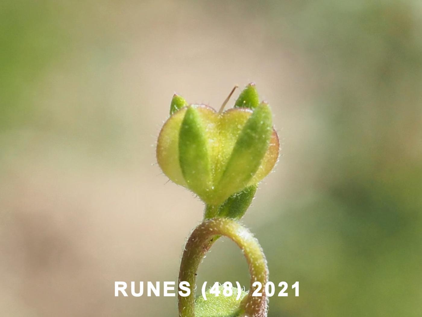 Speedwell, Fingered fruit